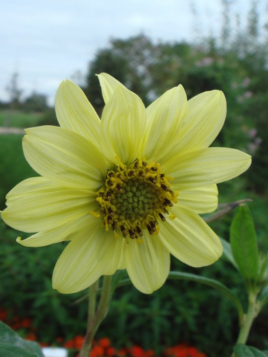 Helianthus giganteus 'Sheila's Sunshine' fleur